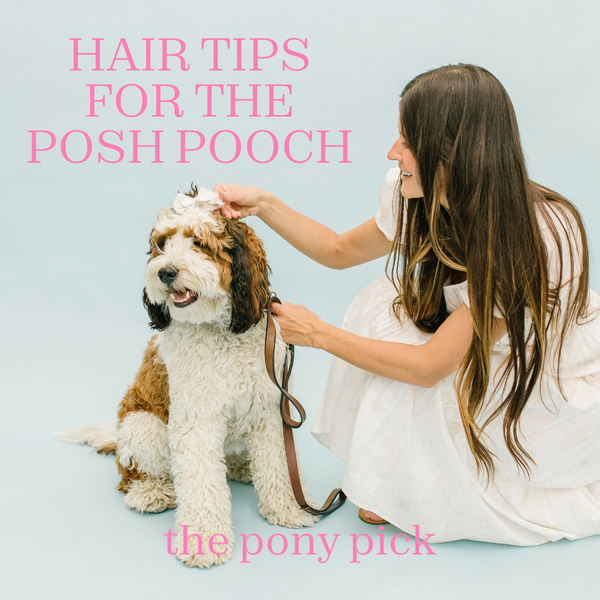 Hair Tips For The Posh Pooch